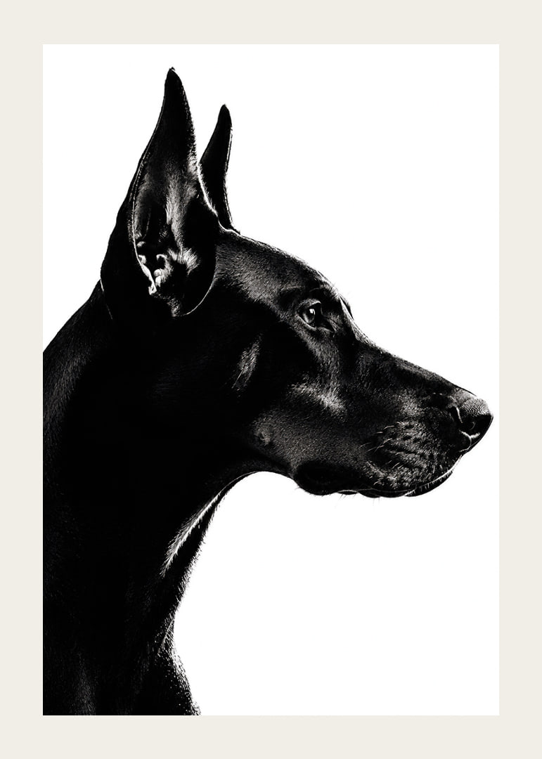 Stylish black and white poster with a proud Doberman in sharp profile.-12