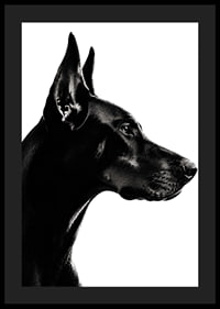 Stylish black and white poster with a proud Doberman in sharp profile.-4