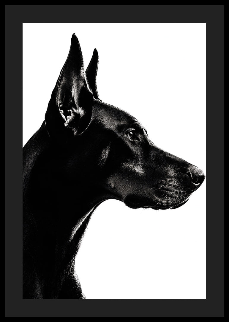 Stylish black and white poster with a proud Doberman in sharp profile.-12