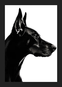 Stylish black and white poster with a proud Doberman in sharp profile.-5