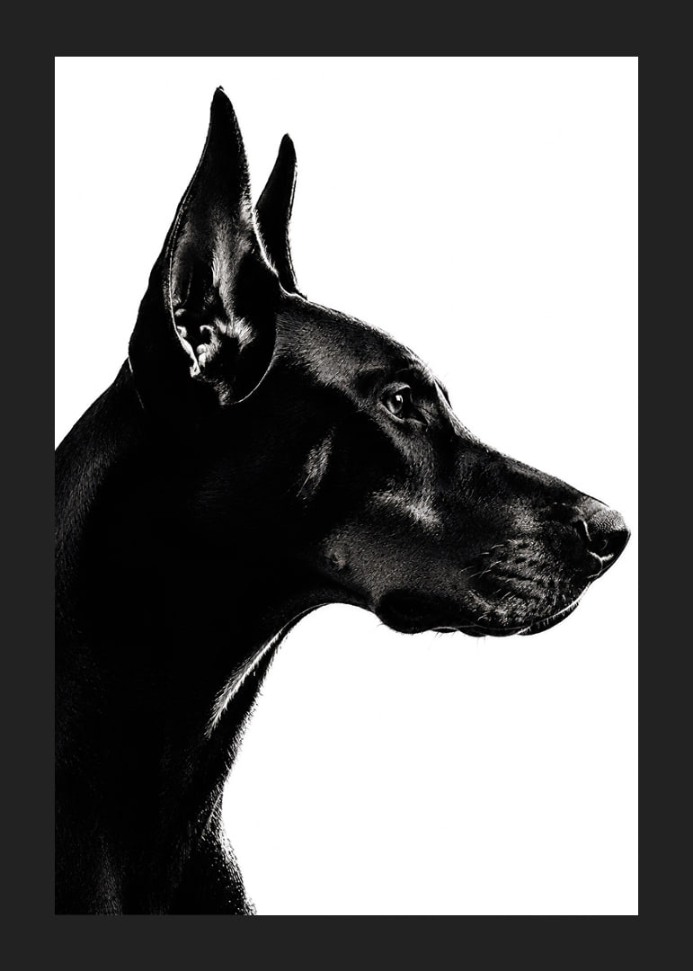 Stylish black and white poster with a proud Doberman in sharp profile.-12