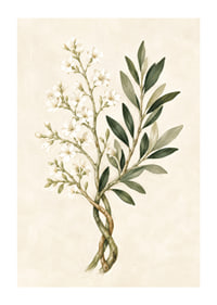 Des fleurs d'un blanc transparent et des feuilles vert olive dans une aquarelle botanique apaisante.-1