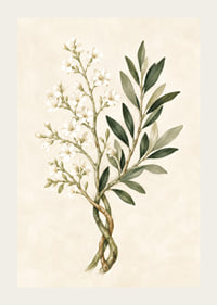 Des fleurs d'un blanc transparent et des feuilles vert olive dans une aquarelle botanique apaisante.-3