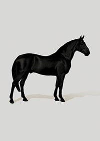Black Horse Port. Drawing-7