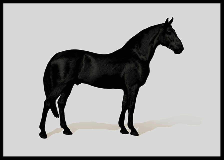 Black Horse Land. Drawing-12