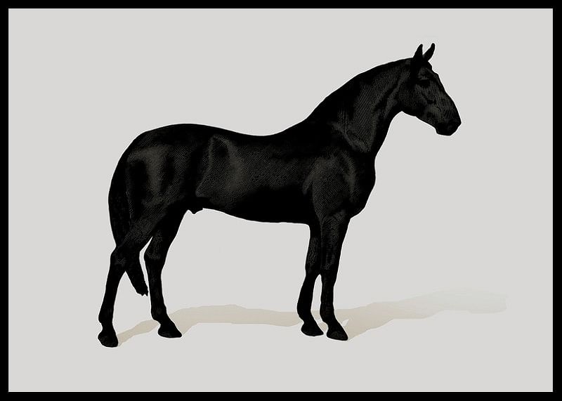 Black Horse Land. Drawing-12
