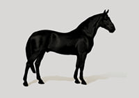 Black Horse Land. Drawing-7