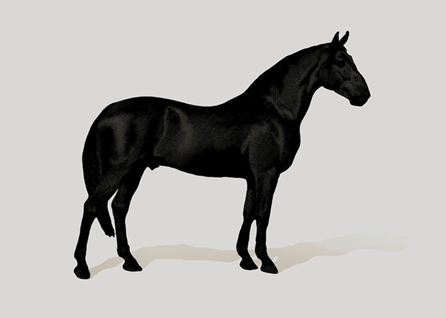 Black Horse Land. Drawing-12