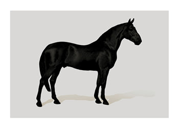 Poster Black Horse Land. Drawing