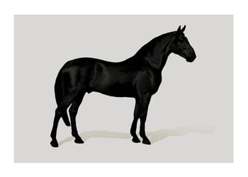 Plagát Black Horse Land. Drawing