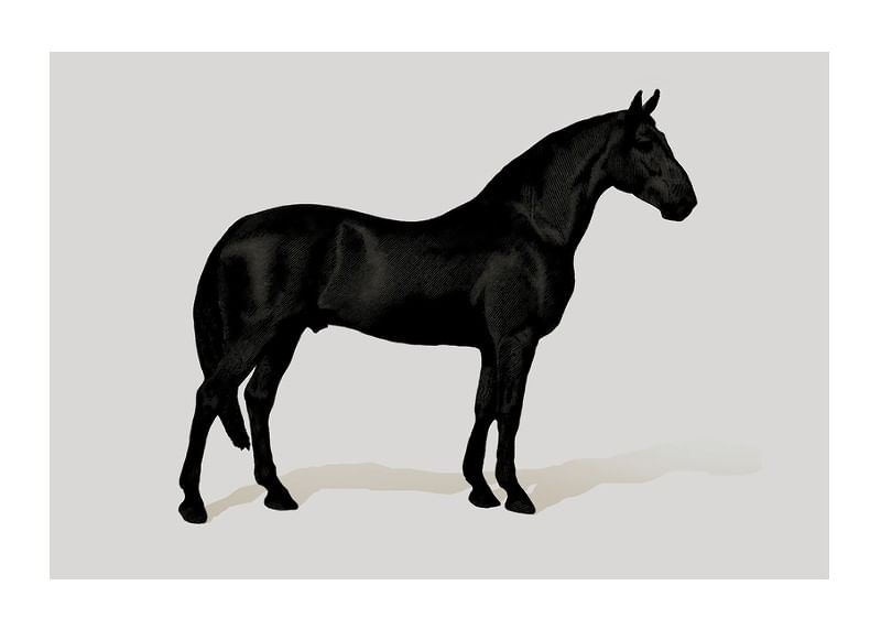 Black Horse Land. Drawing-12