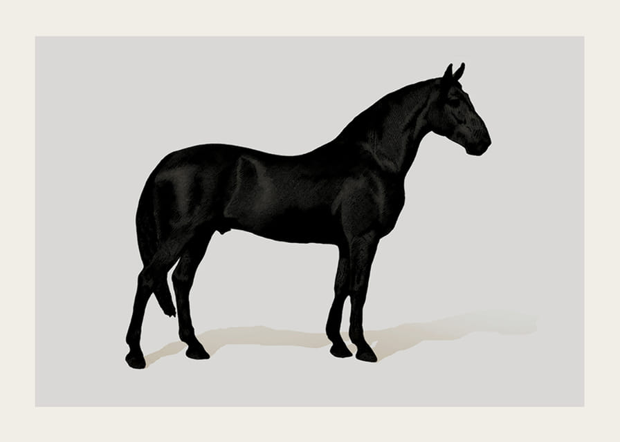 Black Horse Land. Drawing-12