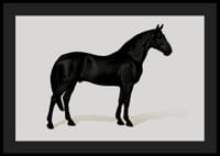 Black Horse Land. Drawing-4