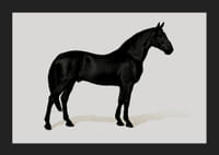 Black Horse Land. Drawing-5