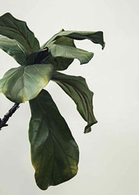 Botanical Leaves-7