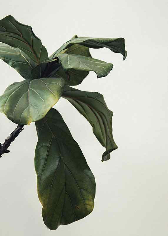 Botanical Leaves-12