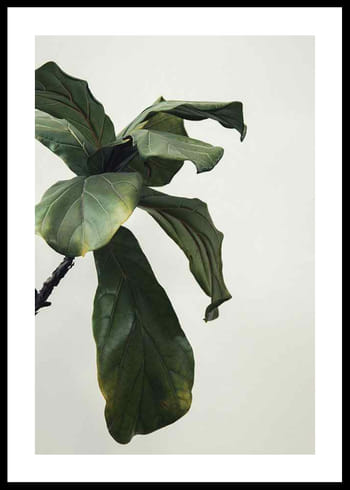 Poster Botanical Leaves
