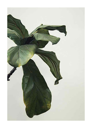 Poster Botanical Leaves