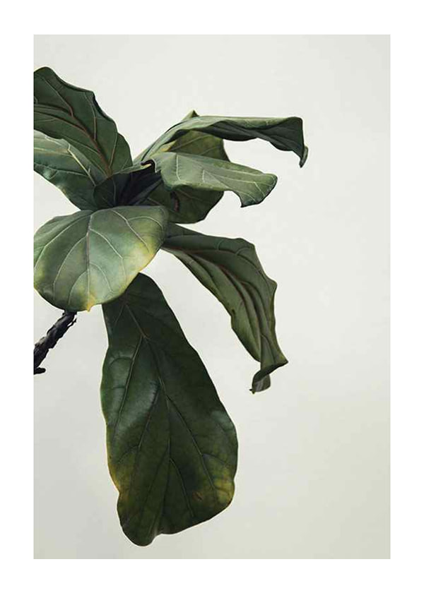 Juliste Botanical Leaves