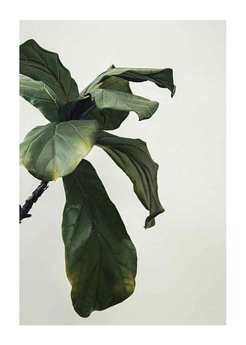 Poster Botanical Leaves