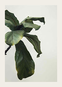 Botanical Leaves-3
