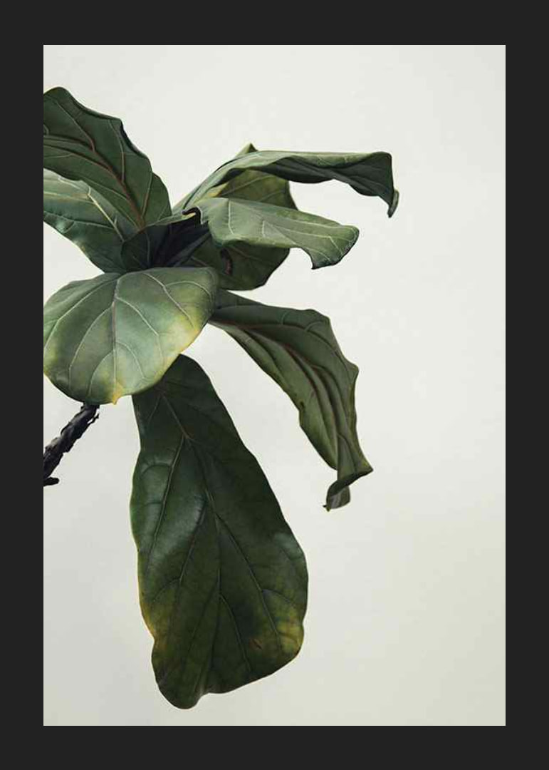 Botanical Leaves-12