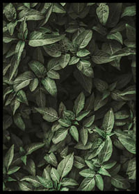Garden Green No1-6