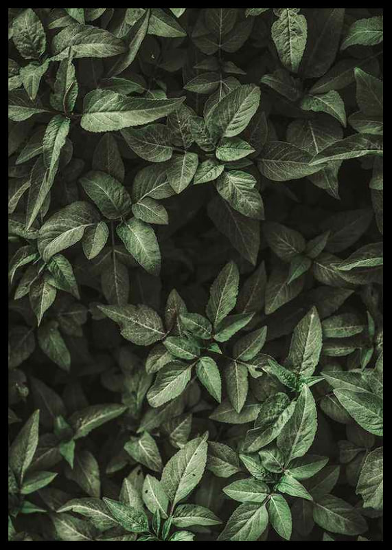 Garden Green No1-12