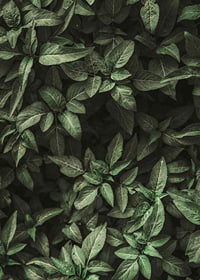 Garden Green No1-7