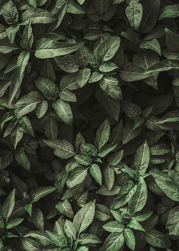 Garden Green No1-12