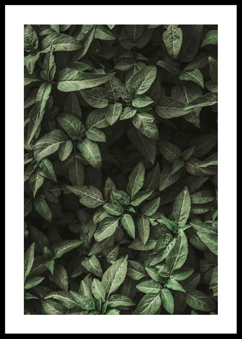 Garden Green No1-12