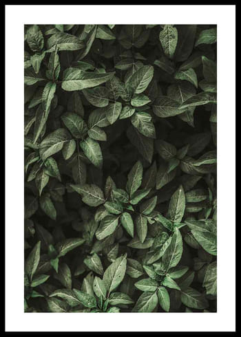 Poster Garden Green No1