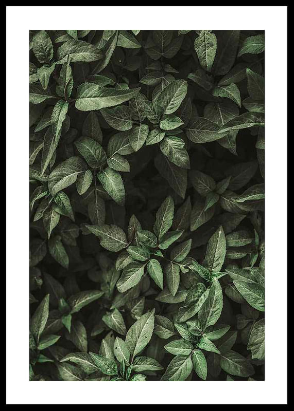 Garden Green No1-12