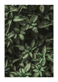 Garden Green No1-1