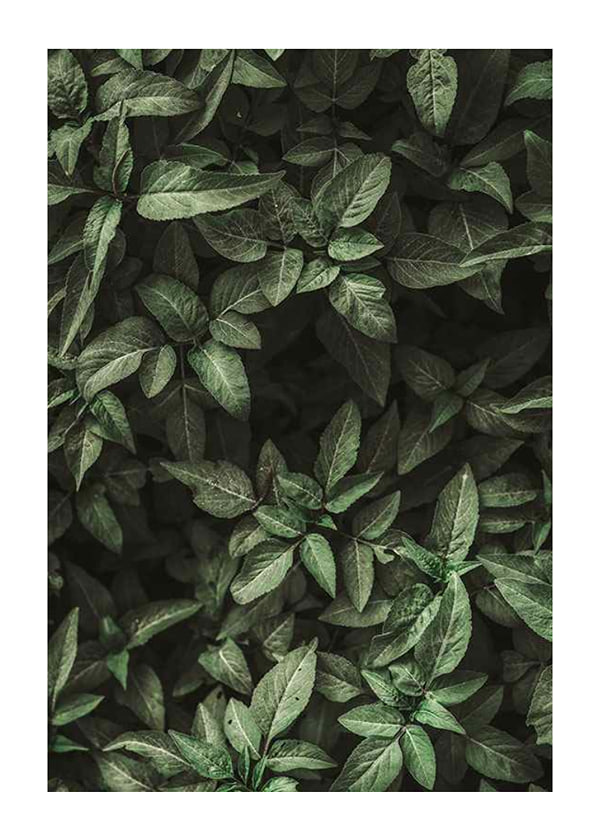 Juliste Garden Green No1