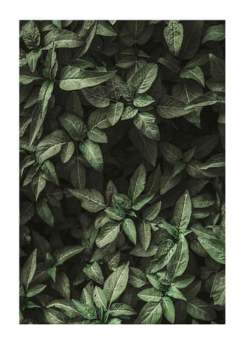 Plakat Garden Green No1