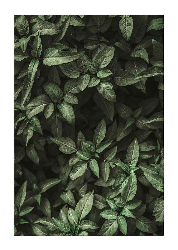 Garden Green No1-12