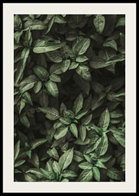 Garden Green No1-2