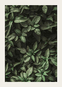 Garden Green No1-3