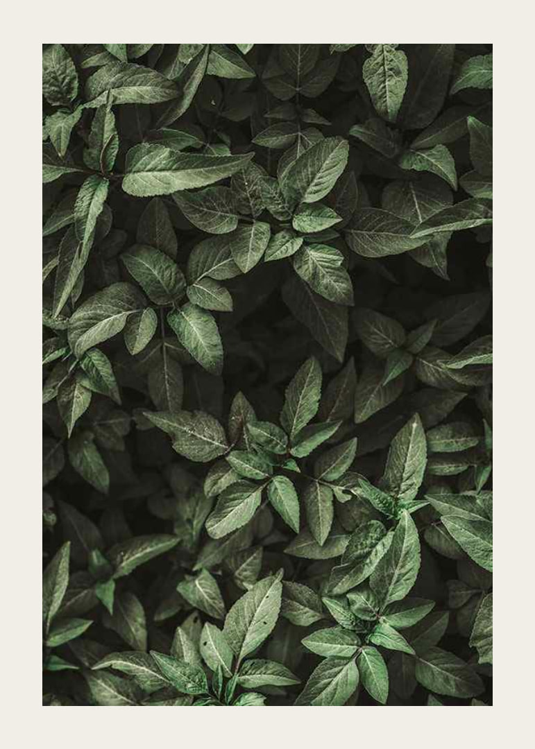 Garden Green No1-12