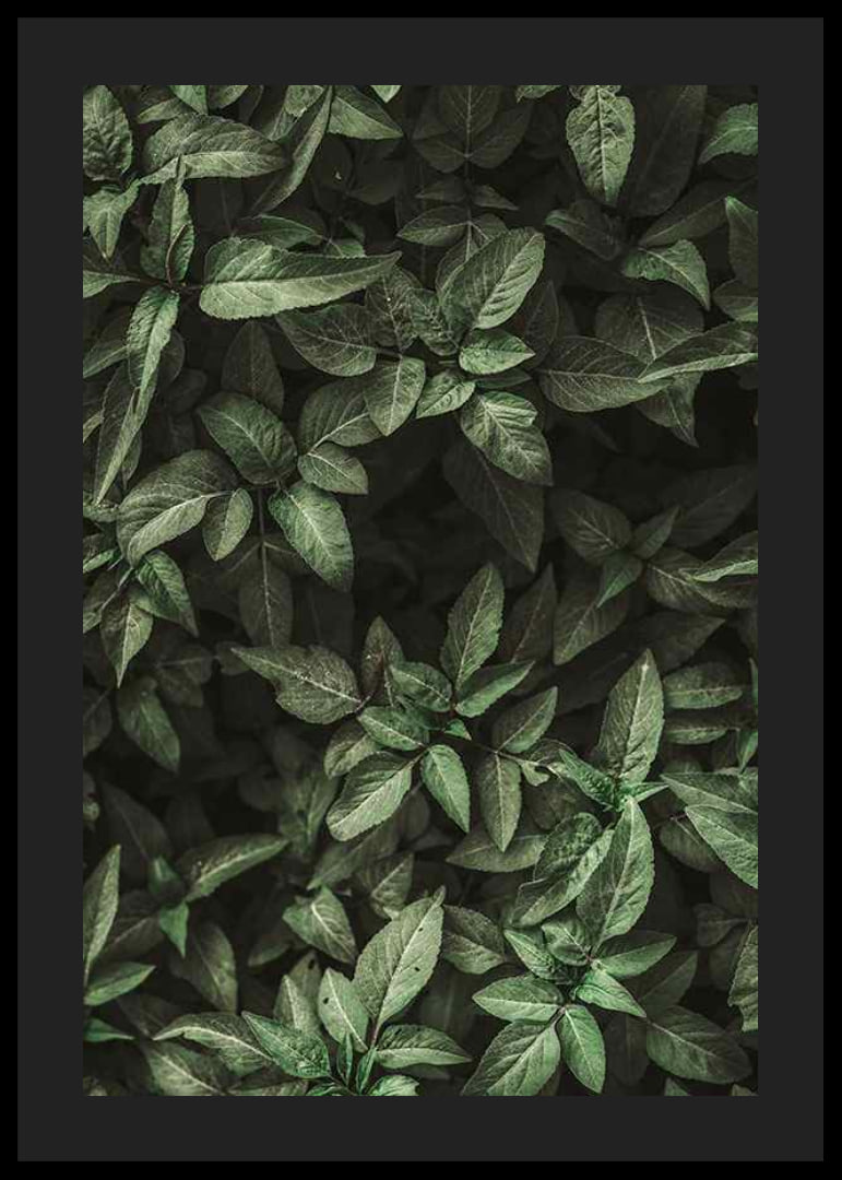 Garden Green No1-12