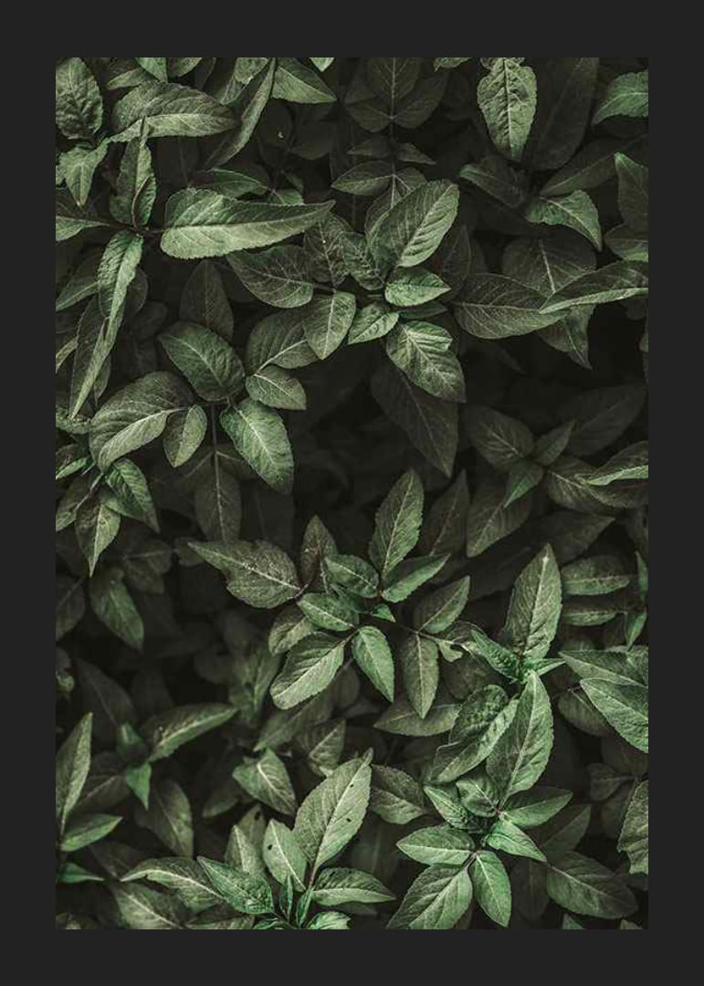 Garden Green No1-12