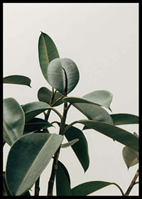 Rubber Plant-6