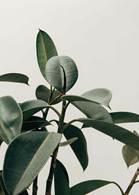 Rubber Plant-7