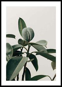 Rubber Plant-0