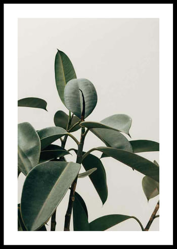 Poster Rubber Plant