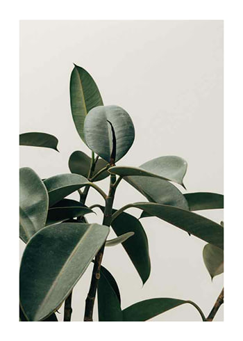 Poster Rubber Plant