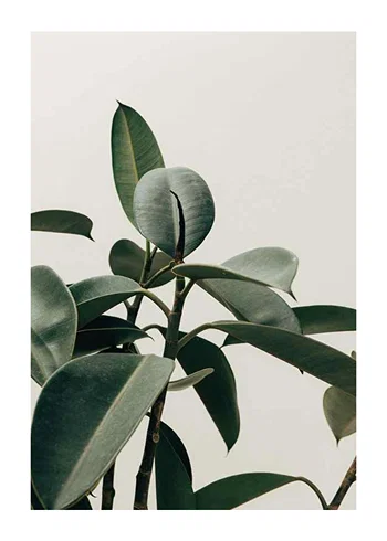 Poster Rubber Plant