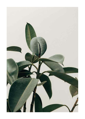 Plakat Rubber Plant