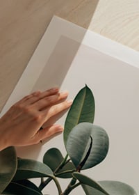 Rubber Plant-9